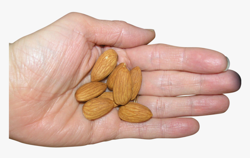 Almonds In Palm Png Image - Almond, Transparent Png