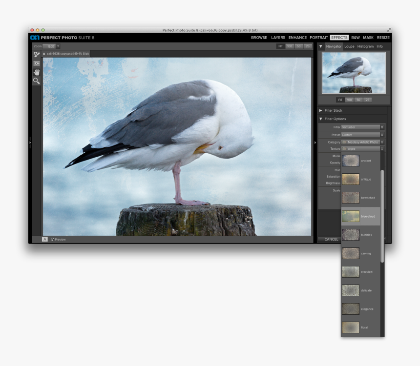 Great Black-backed Gull, HD Png Download