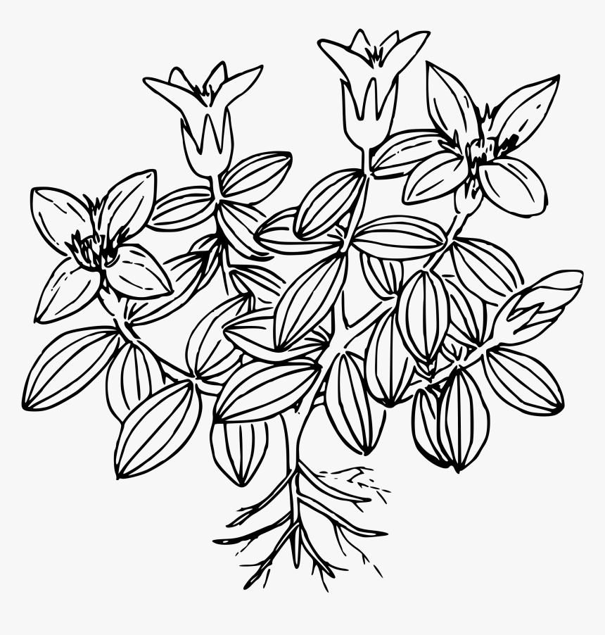 This Free Icons Png Design Of Moss Gentian - Moss Coloring Page, Transparent Png