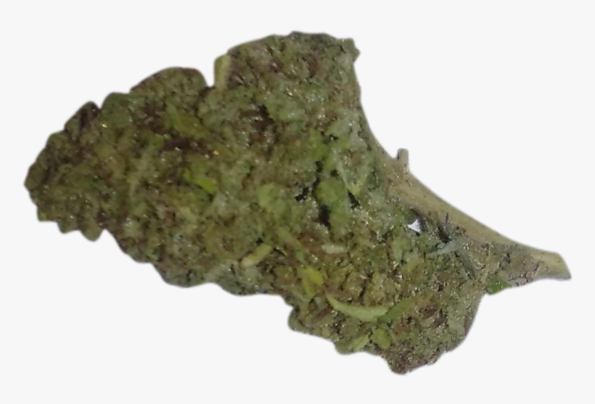 Moss , Png Download - Yellow Fir, Transparent Png