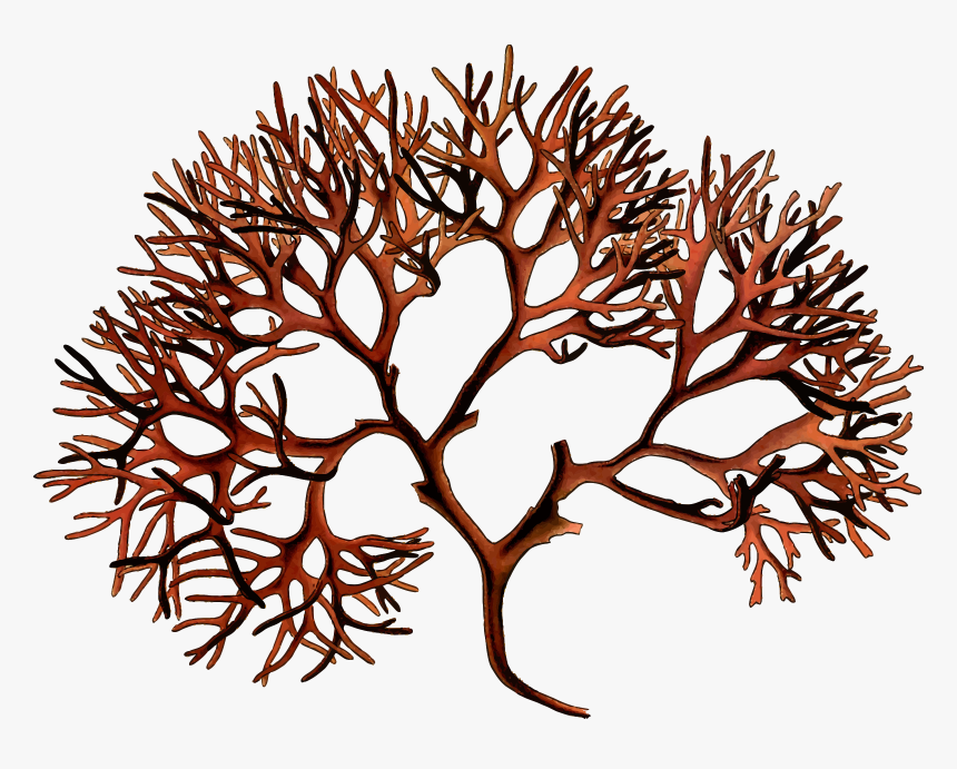 Transparent Grassy Hill Clipart - Irish Moss Png, Png Download