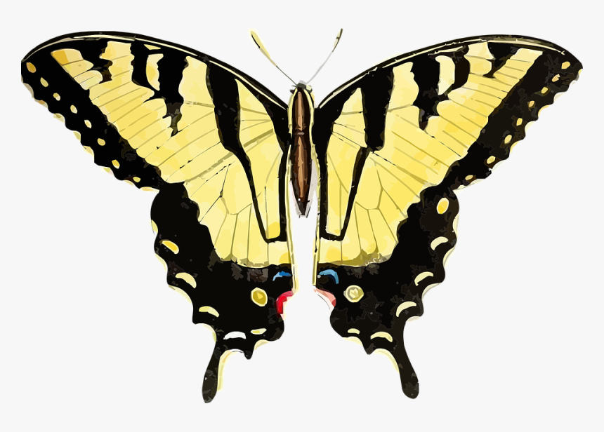 Tiger Swallowtail Butterfly Png, Transparent Png