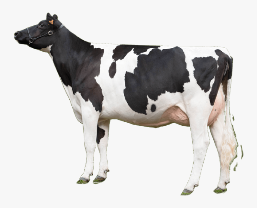 Cow Png Image - Cow Png, Transparent Png
