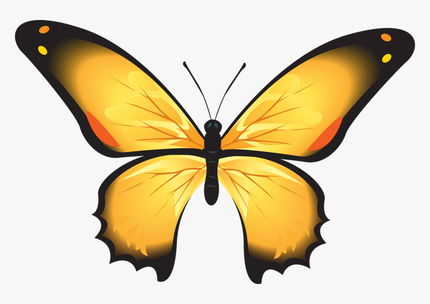 Yellow Butterfly Clipart 15, Buy Clip Art - Structure Of Butterfly, HD Png Download