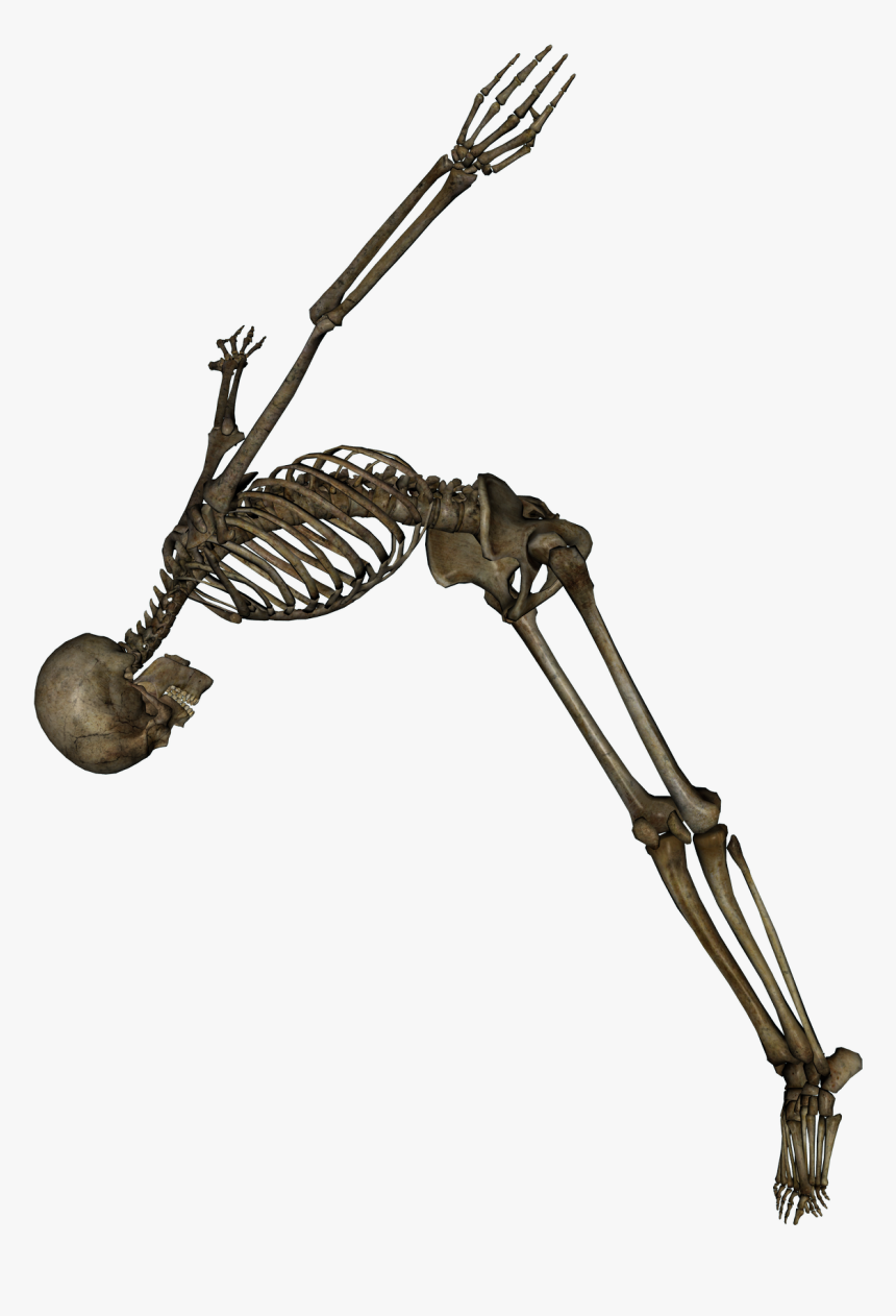Skeleton Png, Transparent Png