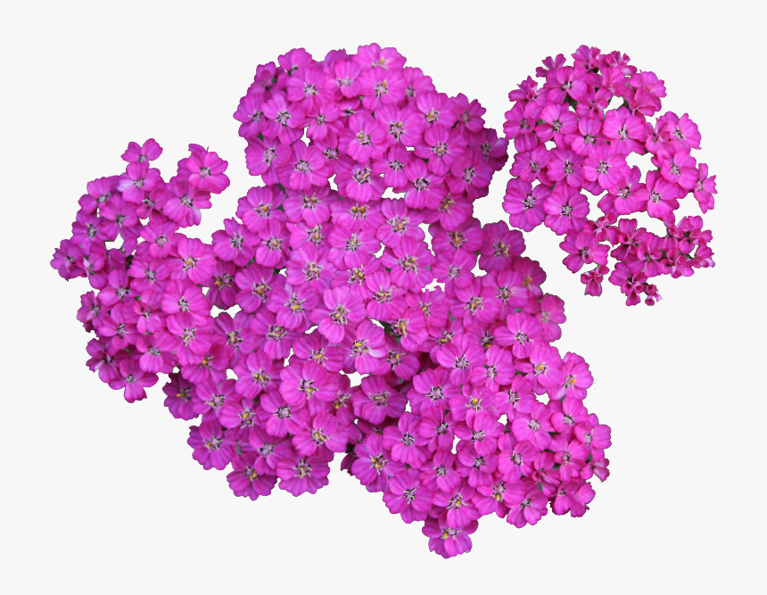 Transparent Floral Clipart - Achillea Png, Png Download