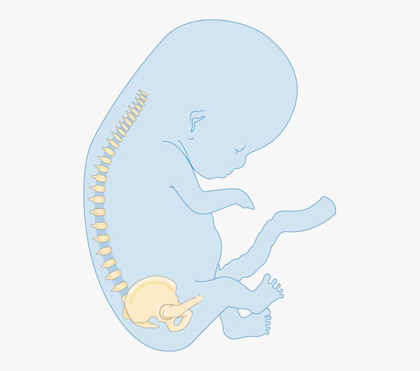 Illustration, HD Png Download