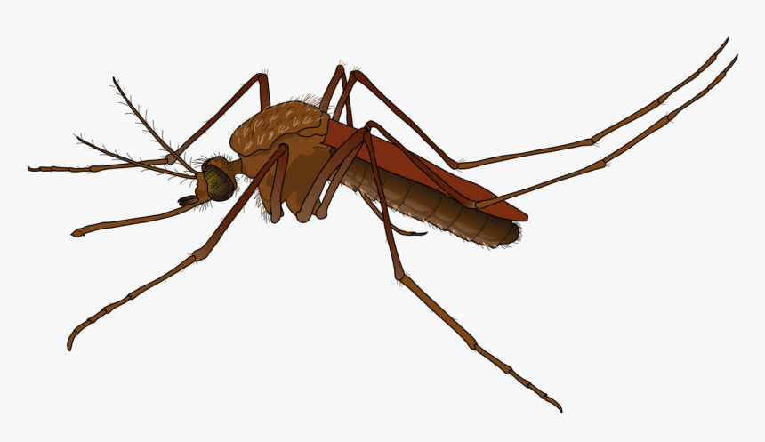 Mosquito Png Image - Mosquito Png, Transparent Png