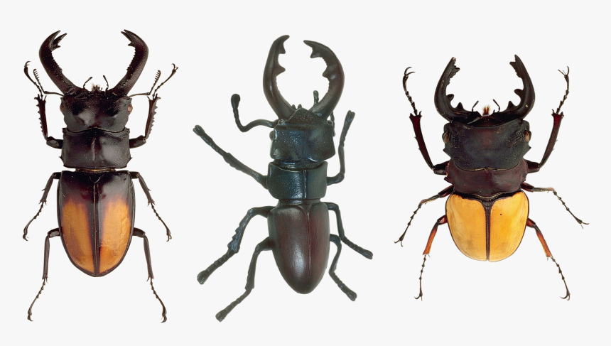 Arthropoda Png, Transparent Png