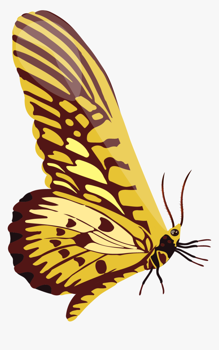 Swallowtail Butterfly, HD Png Download