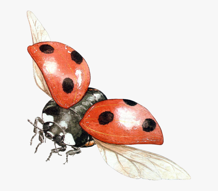 Lady Bugs Png - Flying Ladybug Transparent Background, Png Download