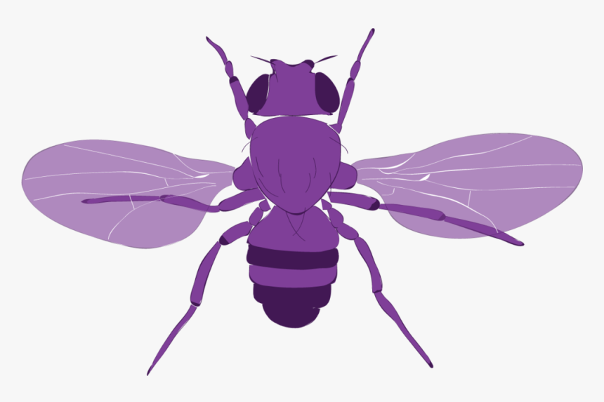 Fly Vector - Honeybee, HD Png Download