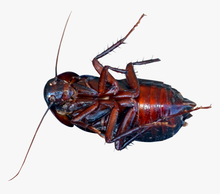 Cockroach Png Image - Cockroach Png, Transparent Png