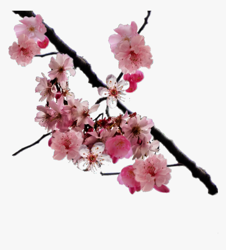 Png, Overlay, And Edits Image - Cherry Blossom Branch Transparent, Png Download