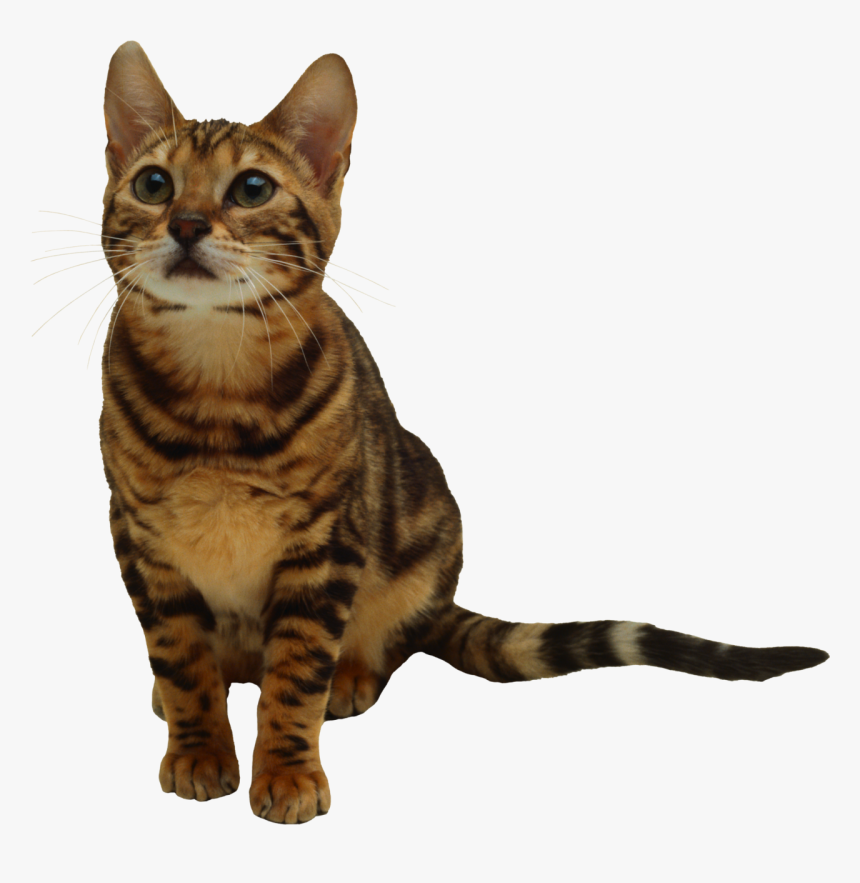 Cute Looking Cat Png Image, Transparent Png