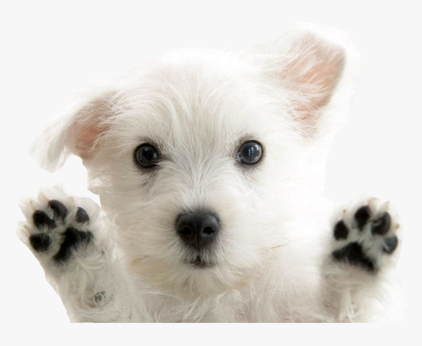 West Highland White Terrier, HD Png Download