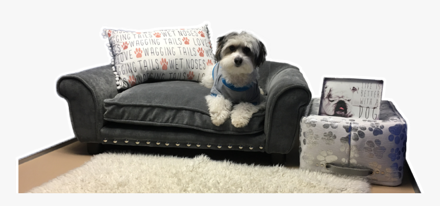 Reddog - Home - Studio Couch, HD Png Download