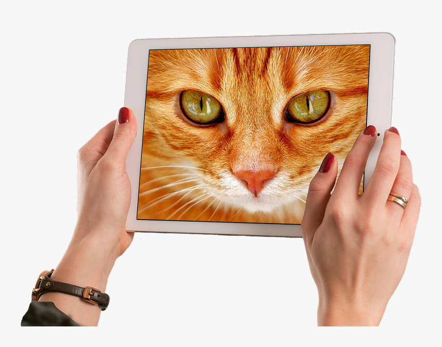 Cat, Red, Cute, Mackerel, Tiger, Sweet, Cuddly, Animal - Cat With 2 Different Eye Colors, HD Png Download