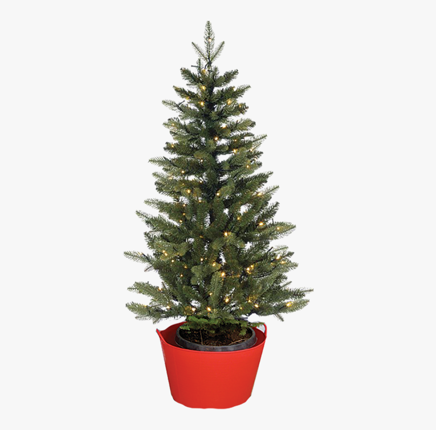 Keep The Roots Moist And Create Humid Air For The Tree - Alive Christmas Tree, HD Png Download