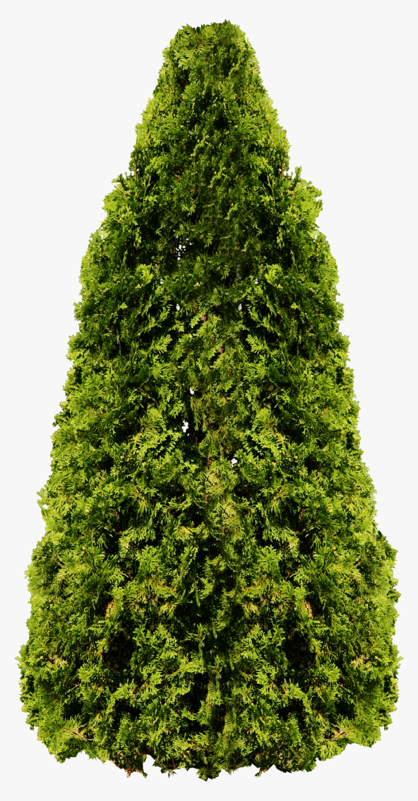 Fir Tree Png Image - Transparent Cedar Tree Png, Png Download
