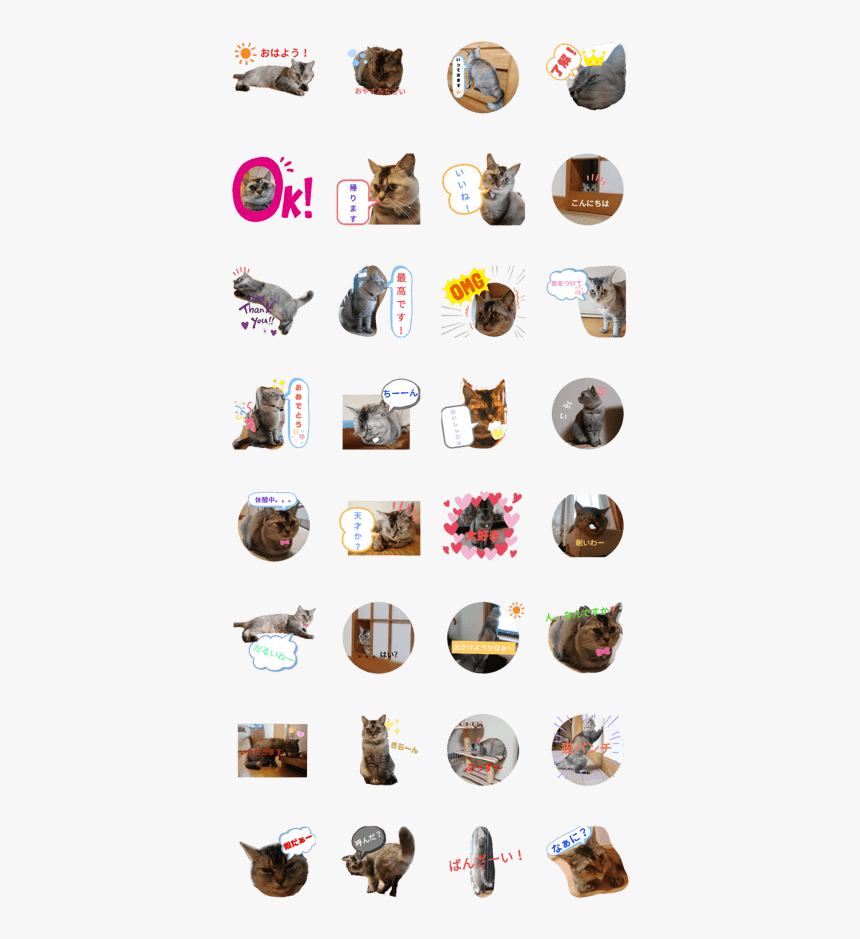 Cute Cat Daily Stamp - Domestic Short-haired Cat, HD Png Download