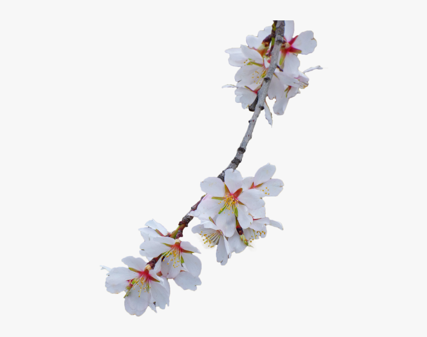 Branch Almond Tree Flowery Branch - Cherry Blossoms White Background Free, HD Png Download