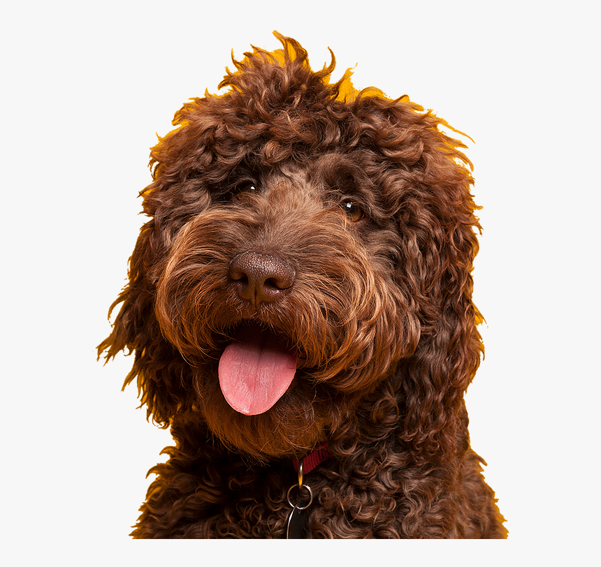 Barbet, HD Png Download