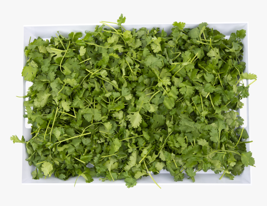 Parsley, HD Png Download