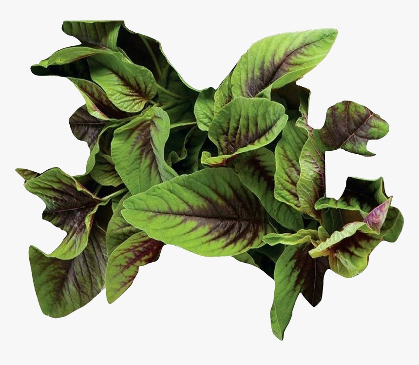 Vegetable Green Leaves Png Photo Background - Arrowroot Family, Transparent Png