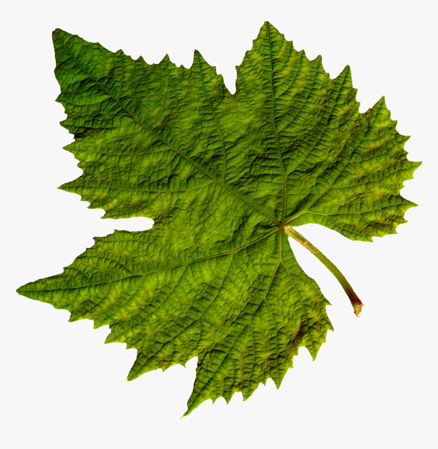 Grape Leaves Clip Art, HD Png Download