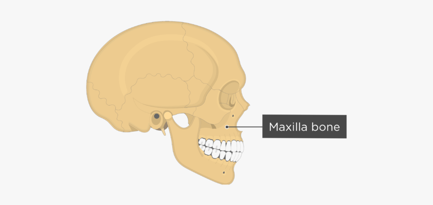 Skull Bones - Lateral View - Maxilla Bone - Skull, HD Png Download