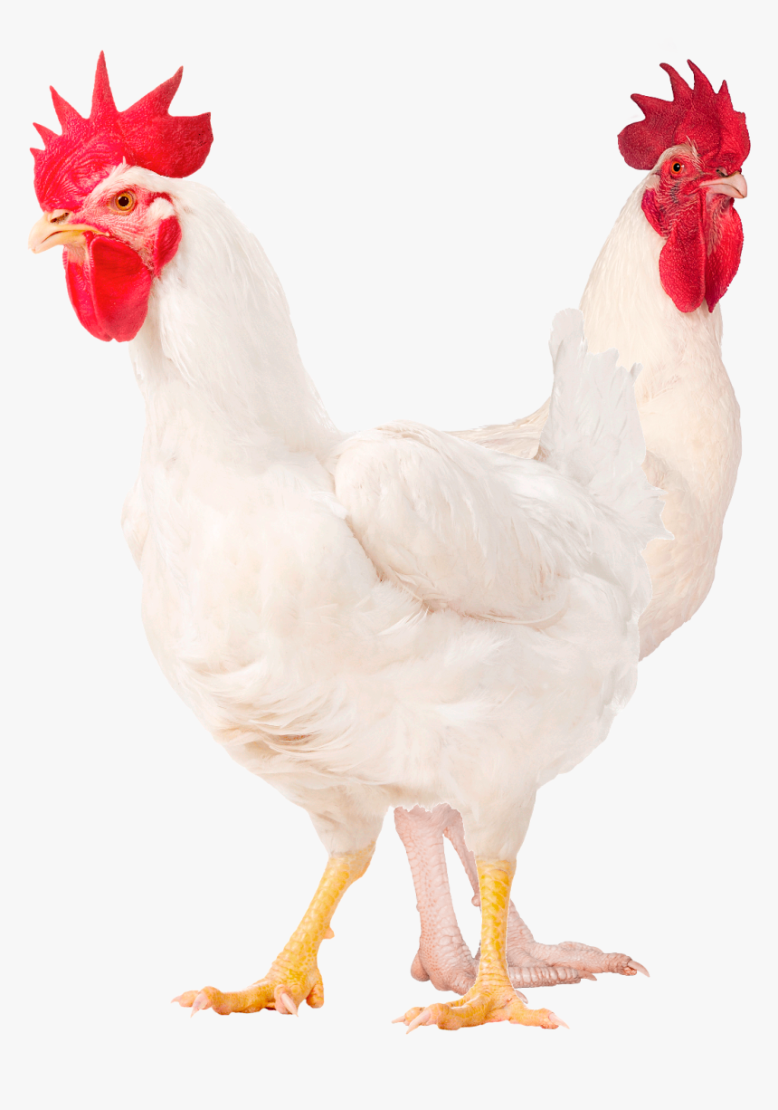 Males M77 M99 White Legs Png - Rooster, Transparent Png