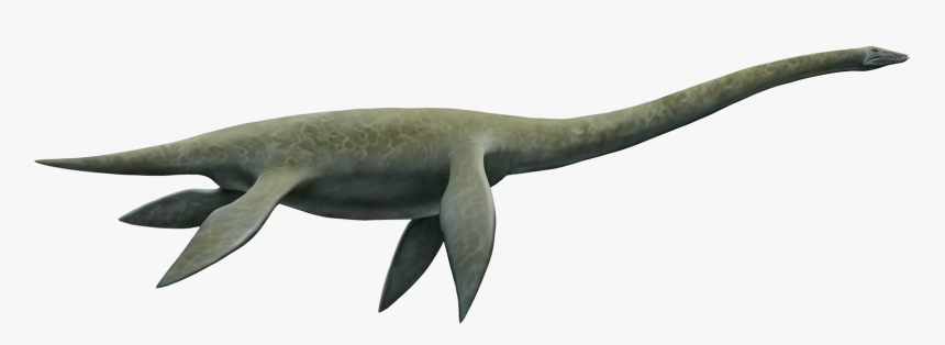 Cryptoclidus Profile - Plesiosaurus Png, Transparent Png