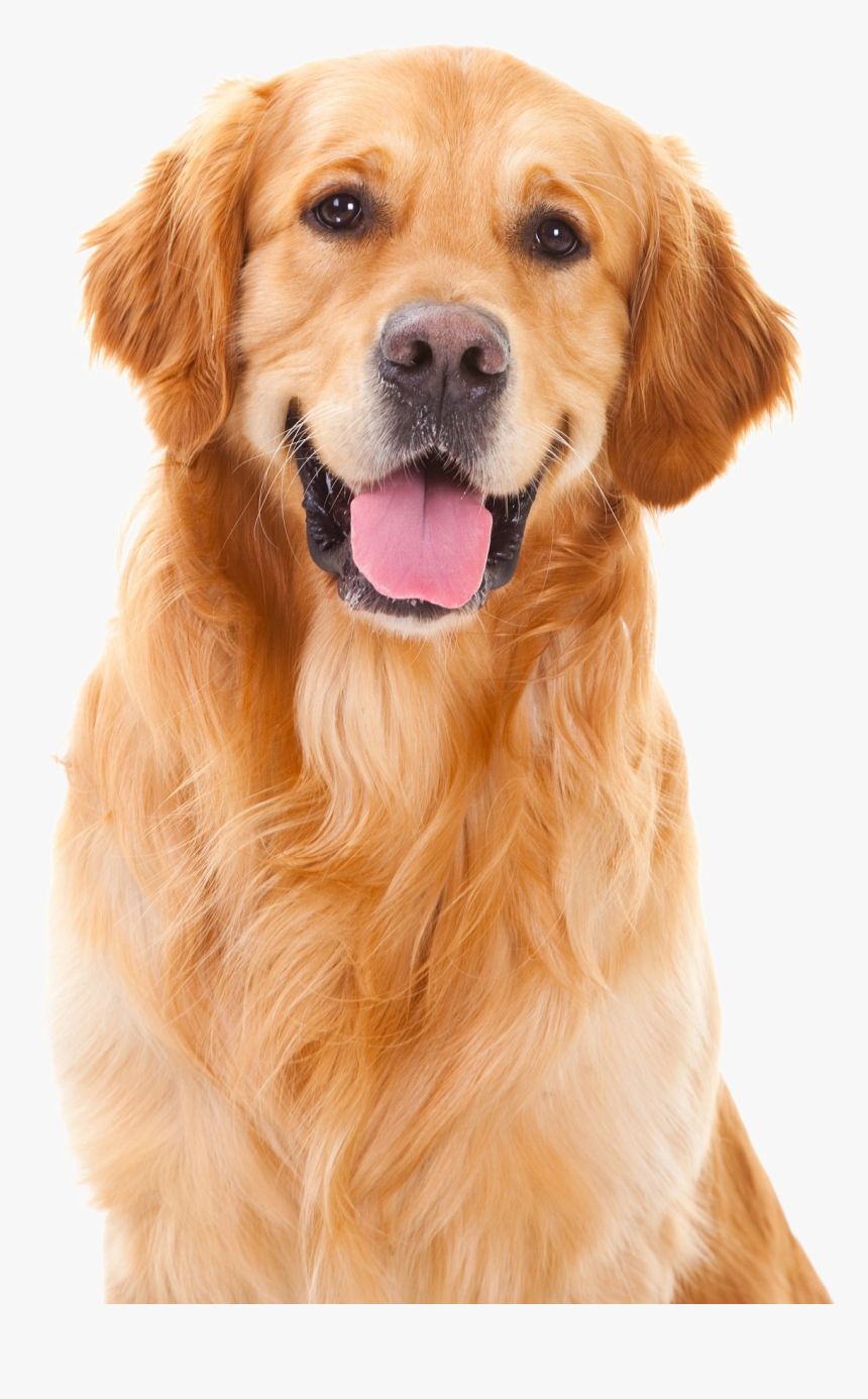 Golden Retriever Png Pic, Transparent Png