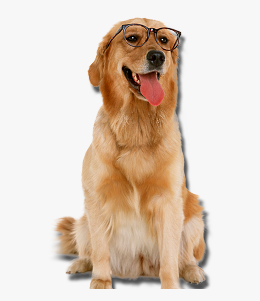 Golden Retriever Transparent Png, Png Download