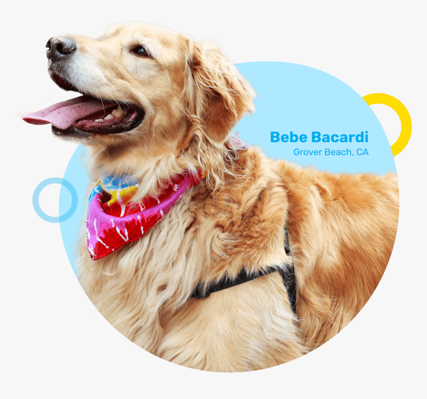 Grover Beach, Ca - Dog Catches Something, HD Png Download