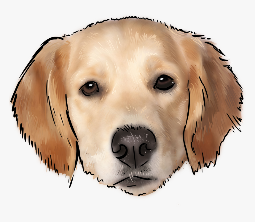 Labrador Retriever, HD Png Download