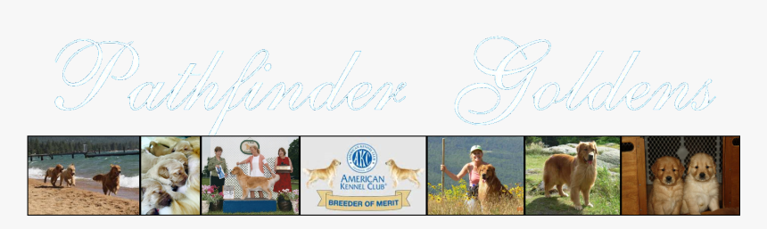 Pathfinder Goldens - Golden Retriever, HD Png Download
