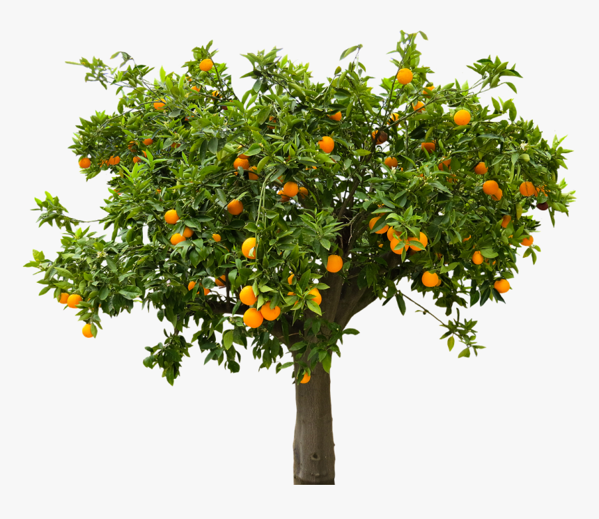 Fruit Tree Png, Transparent Png