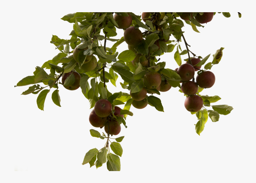 Apple Tree Png Real Tree Branch Png, Transparent Png , Transparent