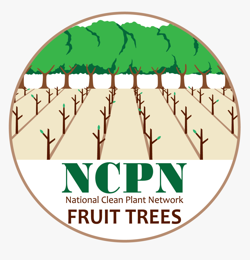 Ncpn-fruit Tree Png - Hops, Transparent Png