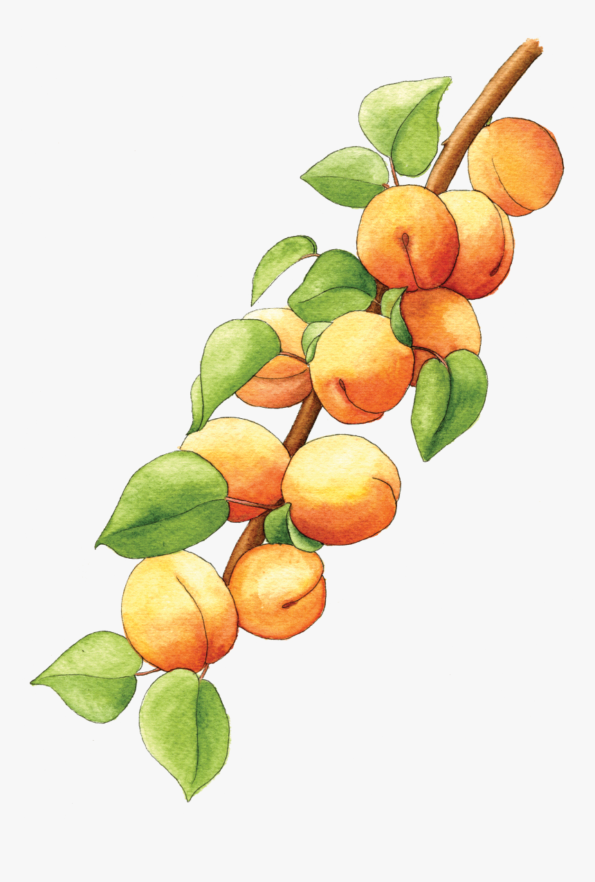 Illustration By Helen Krayenhoff - Apricot Branch Png, Transparent Png