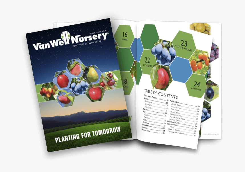 Fruit Tree Catalog No - Flyer, HD Png Download