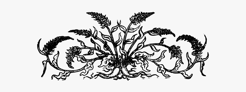 Vector Drawing Of Plants Themed Decorative Divider - Drawing, HD Png Download