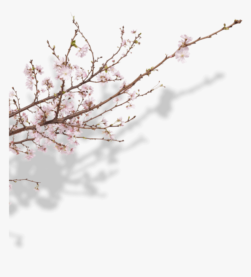 Cherry Blossom, HD Png Download
