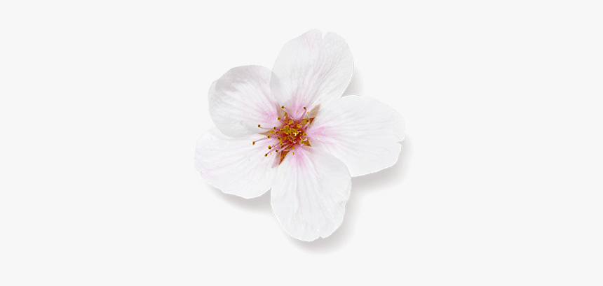 Hibiscus, HD Png Download