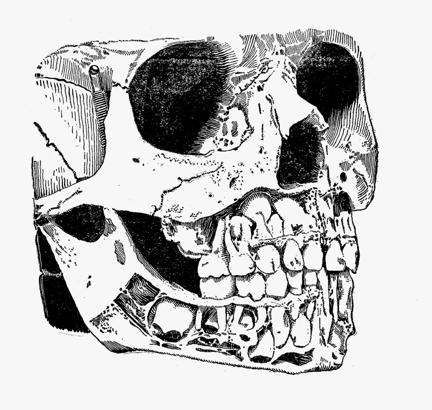 Vintage Skull Png Graphic Stock , Png Download - Illustration, Transparent Png