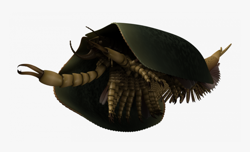 Paleontologists Identify New 507 Million Year Old Sea - Ancient Ancestors Of Ants, HD Png Download