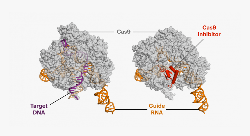 Anti Crispr Proteins Decrease Off Target Side Effects - Anti Crispr Protein Structure, HD Png Download