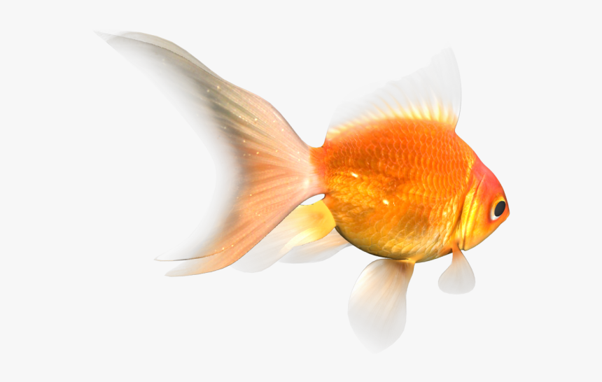 Goldfish Transparent, HD Png Download
